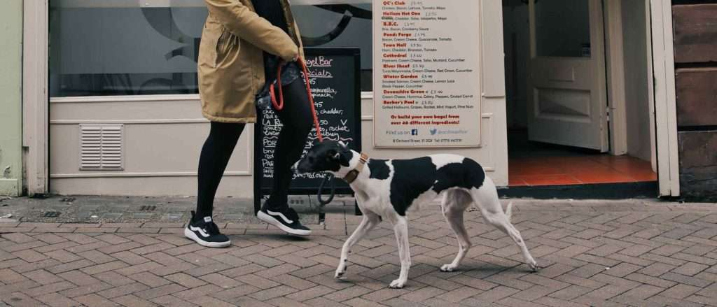 Penny the Whippet from Unit digital outside QCs Bagels in Sheffield